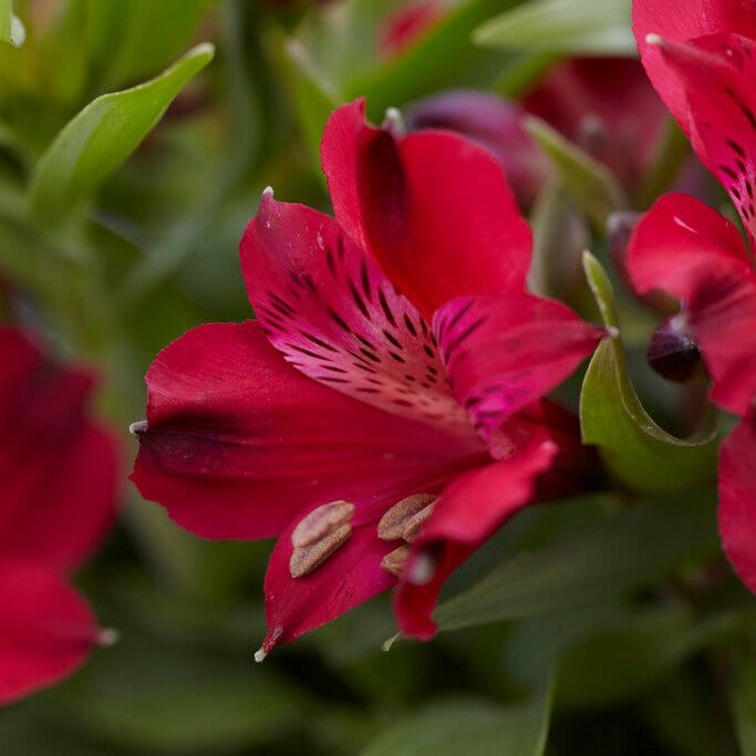 Alstroemeria Red 2-pakning
